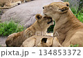 Lion cleaning one of her cubs, exhibiting maternal care and affection within the animal family 134853372