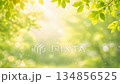 新緑の葉と木漏れ日 そよ風に揺れる癒しの背景 134856525