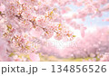 春の桜 そよ風に揺れる花と舞う花びら 癒しの背景 134856526