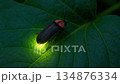 The magical glow of fireflies at night | Early summer, nature, Japanese landscape image video 134876334