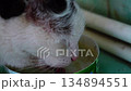 Close-up video of a black and white cat drinking water from a bowl with her tongue sipping in parts. 25 fps 134894551