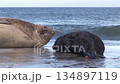 南像海豹的父母和孩子 134897119