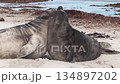 南像海豹的孩子 134897202
