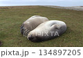 南像海豹的孩子 134897205