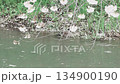 [Cherry Blossoms of the Madara River] A tourist attraction in Tsuruoka City, Yamagata Prefecture _ Ducks swimming in the river 134900190