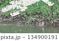 [Cherry Blossoms of the Madara River] A tourist attraction in Tsuruoka City, Yamagata Prefecture _ Ducks swimming in the river 134900191