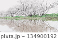 [Cherry Blossoms of the Madara River] A tourist attraction in Tsuruoka City, Yamagata Prefecture 134900192