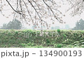 [Cherry Blossoms of the Madara River] A tourist attraction in Tsuruoka City, Yamagata Prefecture 134900193