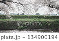 [Cherry Blossoms of the Madara River] A tourist attraction in Tsuruoka City, Yamagata Prefecture 134900194