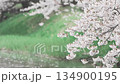 [Cherry Blossoms of the Madara River] A tourist attraction in Tsuruoka City, Yamagata Prefecture 134900195