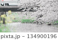 [Cherry Blossoms of the Madara River] A tourist attraction in Tsuruoka City, Yamagata Prefecture 134900196