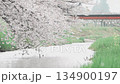 [Cherry Blossoms of the Madara River] A tourist attraction in Tsuruoka City, Yamagata Prefecture 134900197