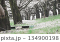 [Cherry Blossoms of the Madara River] A tourist attraction in Tsuruoka City, Yamagata Prefecture 134900198