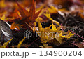 Autumn leaves and sunlight filtering through the trees after the rain_The moment when light shines through the shadows Autumn leaves and sunlight filtering through the trees after the rain_The moment when light shines through the shadows 134900204