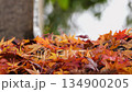 Autumn leaves and sunlight filtering through the trees_Fluttering in the wind_Maple leaves piled up on the ground Autumn leaves and sunlight filtering through the trees_Fluttering in the wind_Maple leaves piled up on the ground 134900205