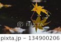 Autumn leaves and reflections in a puddle_Maple leaves dancing in the wind Autumn leaves and reflections in a puddle_Maple leaves dancing in the wind 134900206