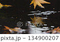 Autumn leaves and reflections in a puddle_Maple leaves dancing in the wind Autumn leaves and reflections in a puddle_Maple leaves dancing in the wind 134900207