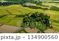 Autumn rural landscape, aerial view, rice field, rice harvest 134900560