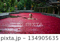 Outdoor luxury spa pool fully covered with flowers. Young woman swims 134905635