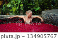 Woman relaxes in an exotic spa pool with flower petals on the water 134905767