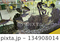 There are Barbus fish swimming in the large aquarium. 134908014