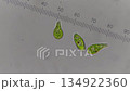 眼蟲拯救世界 134922360