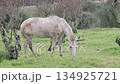 Old white horse grazing in green pasture during 134925721