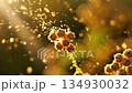Golden pollen and delicate flower buds illuminated by a soft warm light 134930032