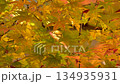 黄色く紅葉したモミジの葉 134935931