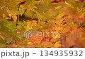 黄色く紅葉したモミジの葉 134935932