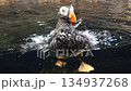 前へ進もうとする水鳥 134937268