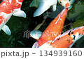 Colorful koi fish swim beautifully in a serene pond during a sunny afternoon 134939160