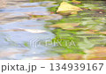 Discover the beauty of nature as leaves float gracefully on the shimmering water of a serene pond at sunrise 134939167