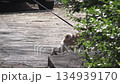Playful pug explores the sunny neighborhood during a cheerful afternoon walk 134939170