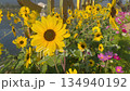 Flower garden outdoor on summer 134940192