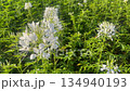 Flower garden outdoor on summer 134940193