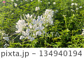 Flower garden outdoor on summer 134940194
