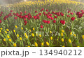 Flower garden outdoor on summer 134940212