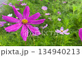 Flower garden outdoor on summer 134940213