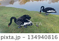 Swan on lake 134940816