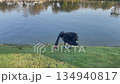 Swan on lake 134940817
