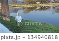 Swan on lake 134940818