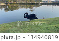 Swan on lake 134940819