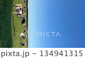 Hokkaido cows driving trip nature 134941315