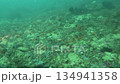 Scuba diving swimming ray 134941358