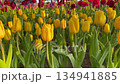 Flower garden outdoor on summer, stock video 134941885