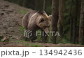 An isolated brown bear cautiously traverses mossy forest trail 134942436