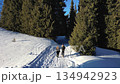Aerial footage following a young couple from behind as they walk along a snowy path, entering a dense evergreen forest on a bright, sunny day 134942923