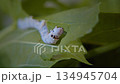 蠶蛾幼蟲吃桑葉 134945704