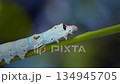 蠶蛾幼蟲吃桑葉 134945705